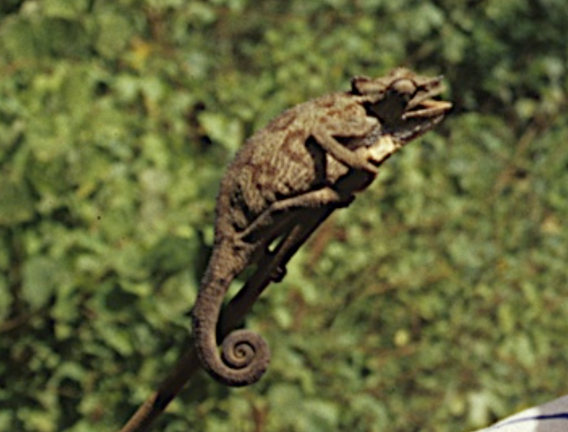 Trioceros marsabitensis Chameleons